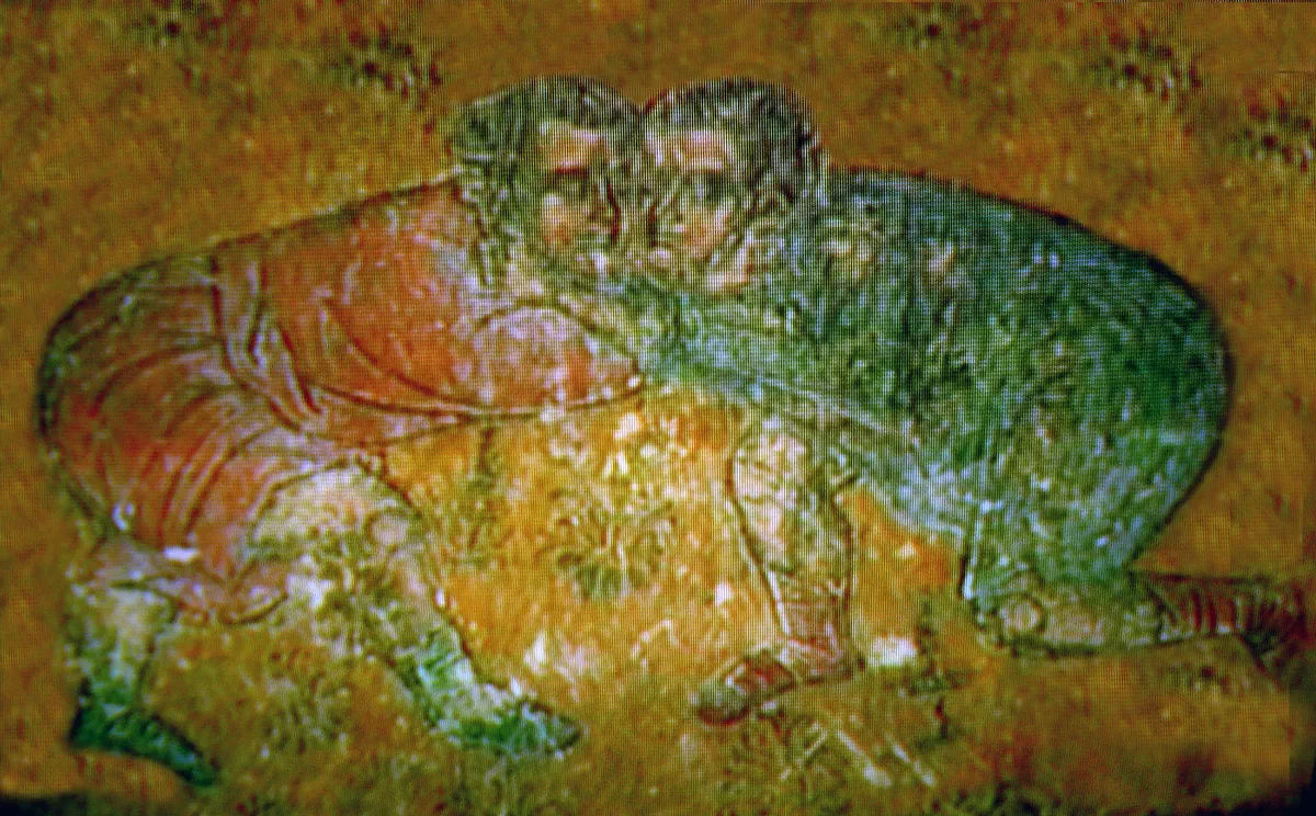 A chidaoba bout, Georgian traditional wrestling